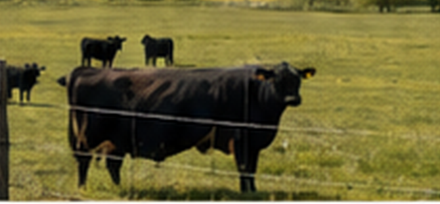 Close, low-angle photograph of black cattle in a green pasture.