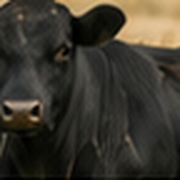 Black cattle in pasture.