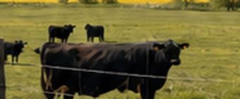 Cattle in a pasture.