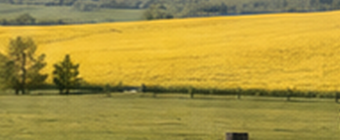 Golden canola field in the Alberta foothills.