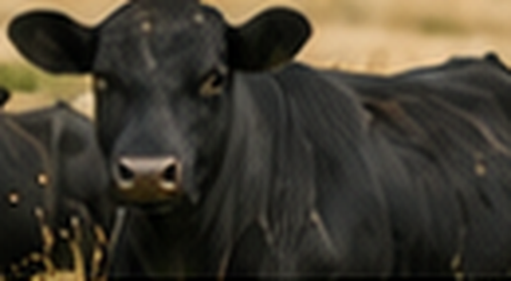 Cattle in pasture.